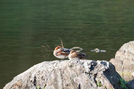 ヒドリガモ ヒドリガモ,癒し,野生の写真素材