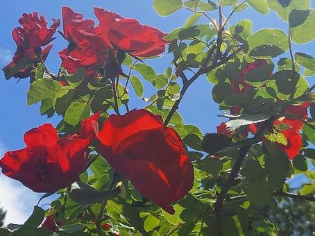 青空の下の5月のバラの写真