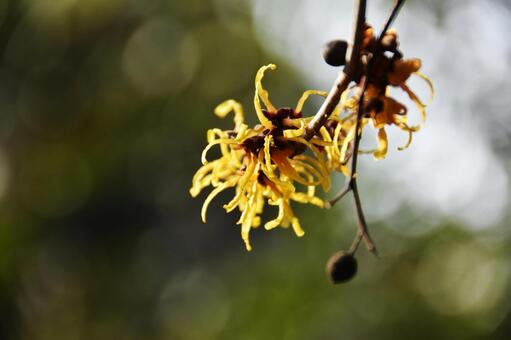 マンサク マンサク,満作,万作の写真素材