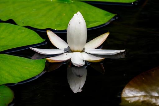 Water Lily (73), JPG