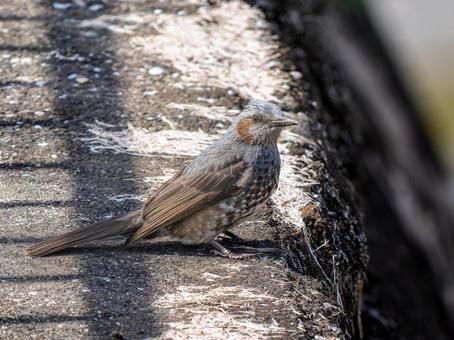 地面を歩くヒヨドリ 地面を歩くヒヨドリの写真