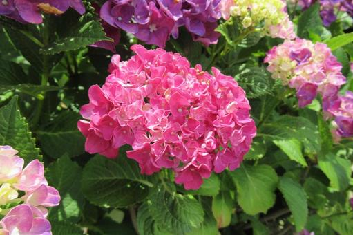 住宅の庭で開花した鮮やかなアジサイ 住宅の庭で開花した鮮やかなアジサイ アジサイ,花,植物の写真素材