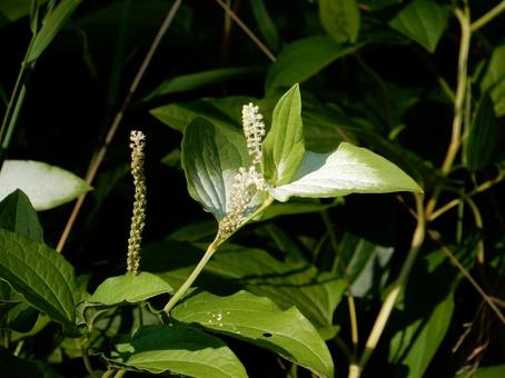 【花の写真】ハンゲショウ 【花の写真】ハンゲショウ ハンゲショウ,半夏生,植物の写真素材