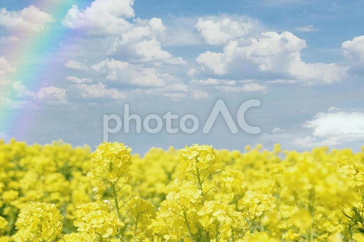 花の海の菜の花畑 菜の花畑,菜の花,なのはなの写真素材