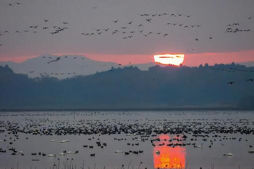 伊豆沼の朝(554) 伊豆沼,朝,夜明けの写真素材