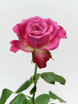 ピンク色のバラ ピンク色のバラ 花,バラ,植物の写真素材