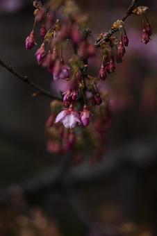 Toi cherry blossoms in full bloom, JPG Toi cherry blossoms in full bloom, JPG