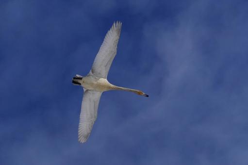 白鳥 白鳥 白鳥,飛んでいる,青空の写真素材