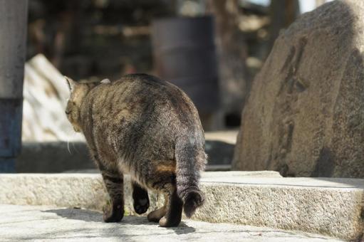 ねこ ねこ のらねこ,にゃんこ,可愛いの写真素材