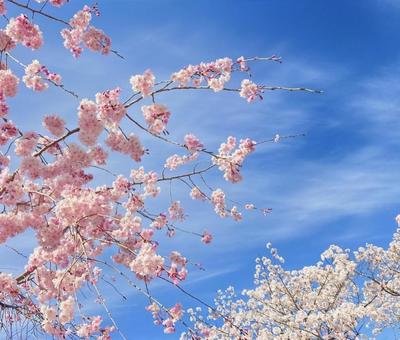 桃桜 桃桜の写真