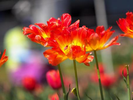 太陽の光を浴びて耀くチューリップの花 太陽の光を浴びて耀くチューリップの花の写真