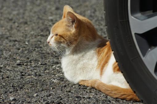 ねこ ねこ にゃんこ,可愛い,野良猫の写真素材