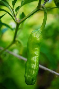 Photo, shishu-cho, shishito, green, 