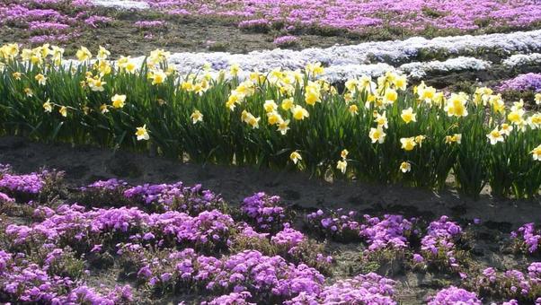 花畑 花畑の写真