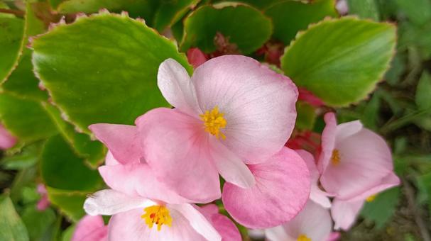 四季咲きベゴニアの花の写真