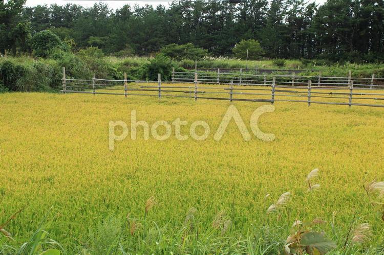 実り始めた田んぼとススキ　１ イネ,田んぼ,田の写真素材