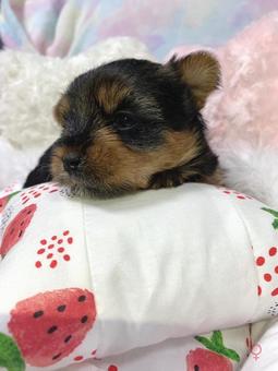 ヨークシャーテリアの子犬 ヨークシャーテリアの子犬 子犬,ヨークシャーテリア,ヨーキーの写真素材