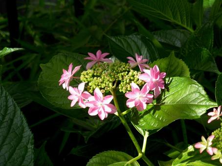 川沿いの花壇で咲き始めたガクアジサイ ガクアジサイ,紫陽花,花の写真素材