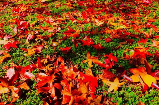 A carpet of fallen leaves, JPG A carpet of fallen leaves, JPG