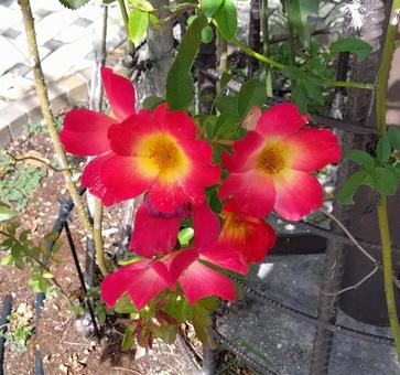 つるバラ つるばら,赤,花の写真素材