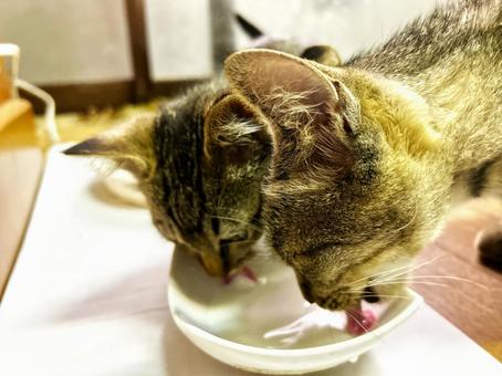 Sister cats drinking milk together, JPG