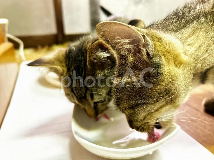 仲良くミルクを飲む姉妹猫 ノラ猫,サバトラ猫,姉妹猫の写真素材