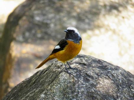 岩の上に降りたジョウビタキのオス 岩の上に降りたジョウビタキのオス ジョウビタキ,野鳥,動物の写真素材