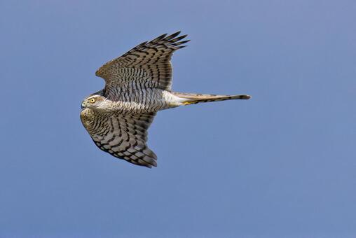 青空を滑空するハイタカ幼鳥 ハイタカ,鷂,灰鷹の写真素材