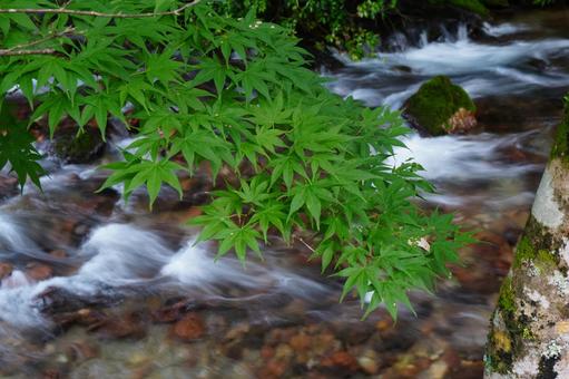 Maple leaves swaying in the valley wind, JPG Maple leaves swaying in the valley wind, JPG