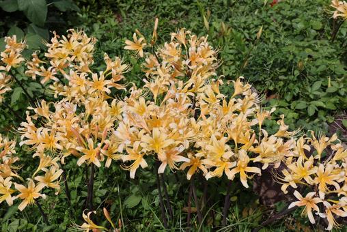 黄色いヒガンバナ 黄色いヒガンバナ ヒガンバナ,彼岸花,曼殊沙華の写真素材