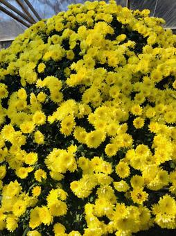 菊の花5 菊の花5の写真