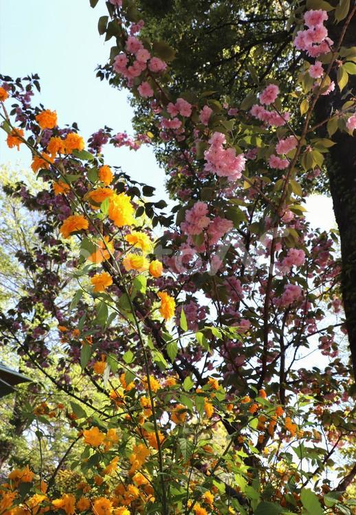 ヤマブキと八重桜 ヤマブキ,山吹,やまぶきの写真素材