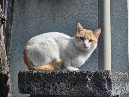 Cat resting on a fence, cat, cat, fence, JPG