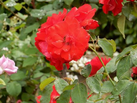 【薔薇の写真】バラの花 【薔薇の写真】バラの花の写真