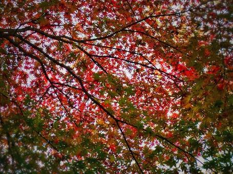 初秋の紅葉 初秋の紅葉の写真