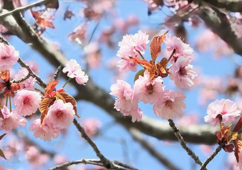 Cute double cherry blossoms in full bloom, JPG Cute double cherry blossoms in full bloom, JPG