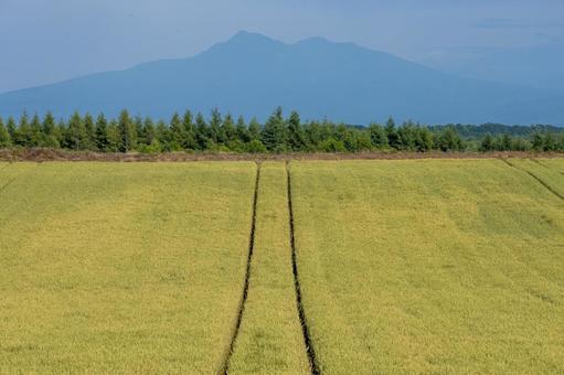 麦畑と斜里岳 麦畑と斜里岳 きれい,のどか,のんびりの写真素材