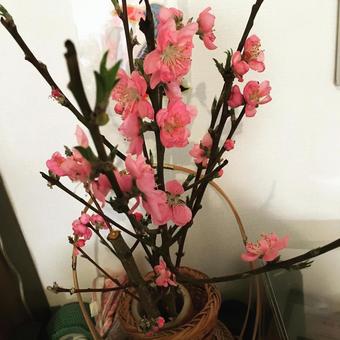 桃の花 桃の花 桃の花,ひな祭り,春の写真素材