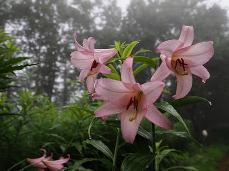 山野草・ササユリ(経ヶ岳) 山野草・ササユリ(経ヶ岳) ササユリ,花,植物の写真素材