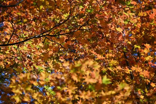 紅葉・秋のイメージ:背景素材テクスチャ 紅葉・秋のイメージ:背景素材テクスチャの写真