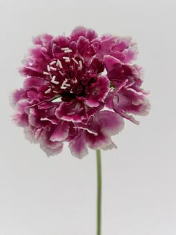 赤色のスカビオサ の花 花,スカビオサ,植物の写真素材