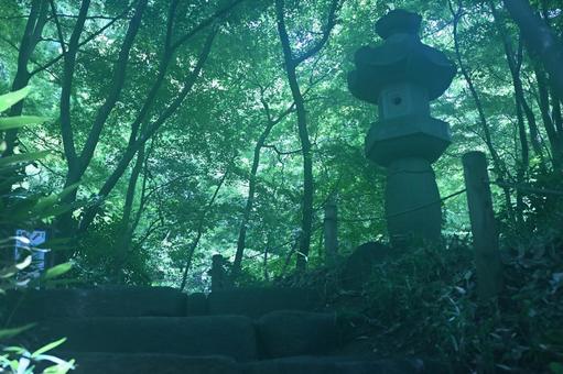 緑生い茂る中、薄暗く怪しい雰囲気 緑生い茂る中、薄暗く怪しい雰囲気 夏,晴れ,木陰の写真素材