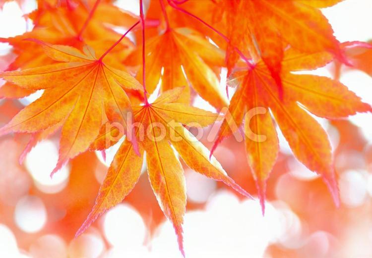 オレンジ色のもみじ フレーム 紅葉,もみじ,楓の写真素材