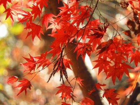 紅葉 紅葉,秋,色づくの写真素材