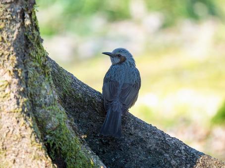 木にとまるヒヨドリ 木にとまるヒヨドリの写真