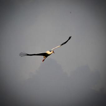 コウノトリ16 コウノトリ16の写真