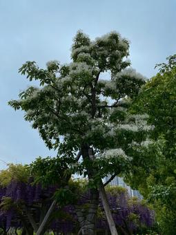 Photo, what's this?, white, wisteria trellis, 