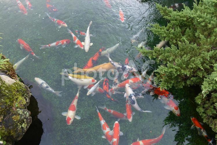 日本庭園の池（錦鯉）02 錦鯉,ニシキゴイ,池の写真素材