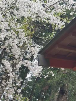 Cherry blossoms blooming at the shrine, JPG Cherry blossoms blooming at the shrine, JPG