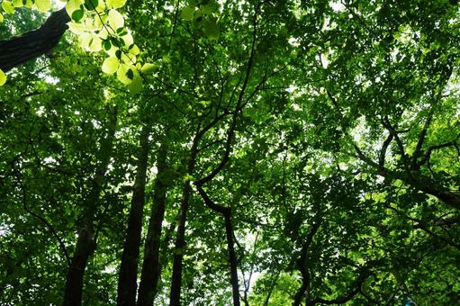 木々の木漏れ日の写真